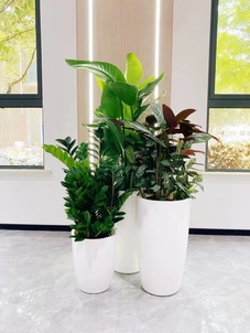 探秘宁波北仑花木租摆方案，打造独特空间氛围><div class=